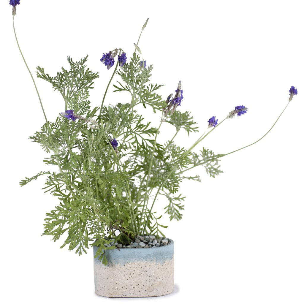 תמונת המוצר עציץ אובלי בדוגמת אבן חול וכחול, עם צמח לבנדר בתוכו